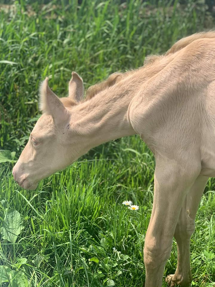 Caetano Cremello Lusitano Stallion﻿ - Foal